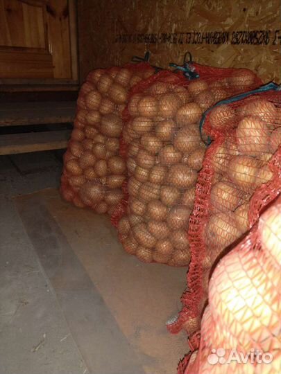 Продам картофель оптом