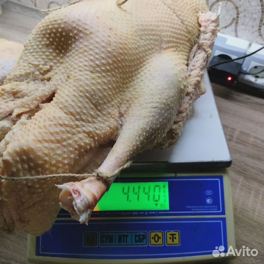 Гусь домашняя мясо