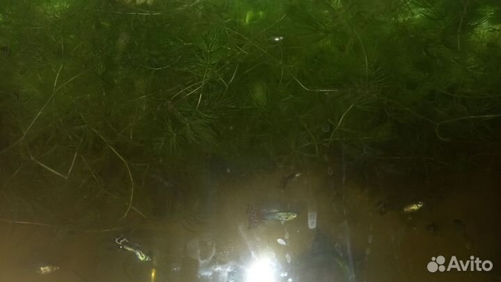 Трава в аквариум разная