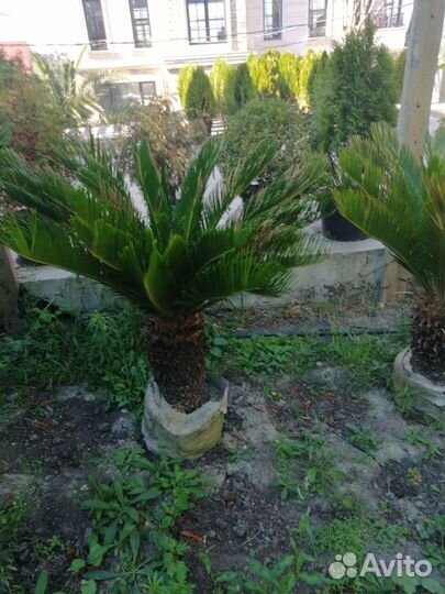 Пальма Цикас