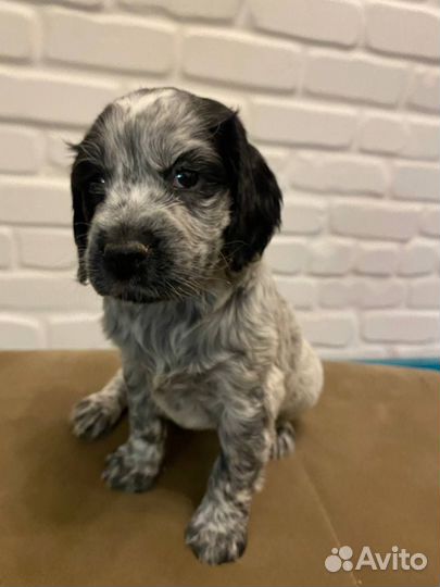 Русский спаниель