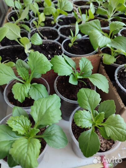 Астра рассада