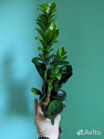 Замиокулькас зензи