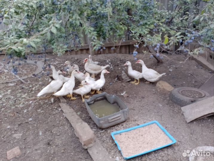 Индоутята подрощенные