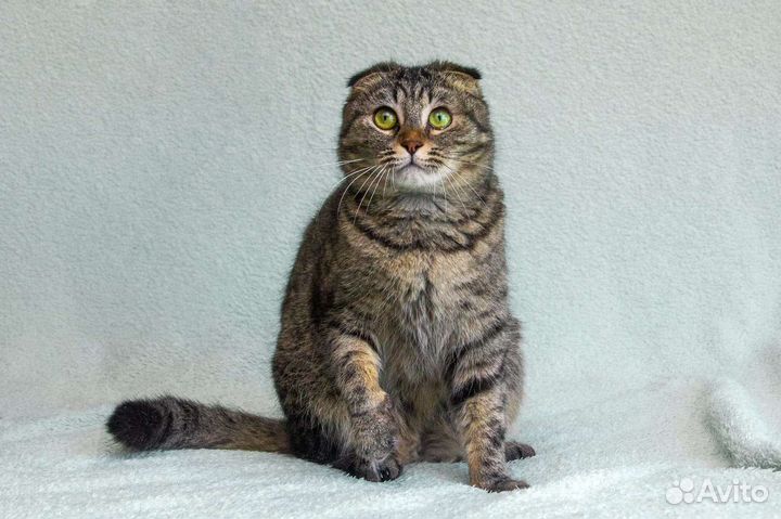 Бесплатно Шотландская вислоушка котодевочка