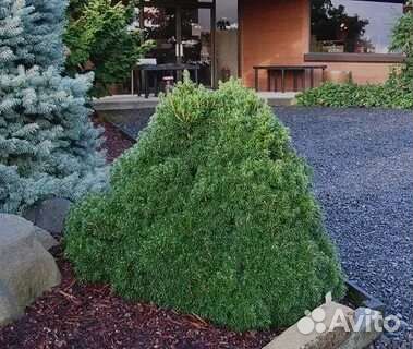 Ель Томпа-Tompa