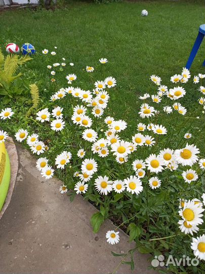 Ромашка многолетняя