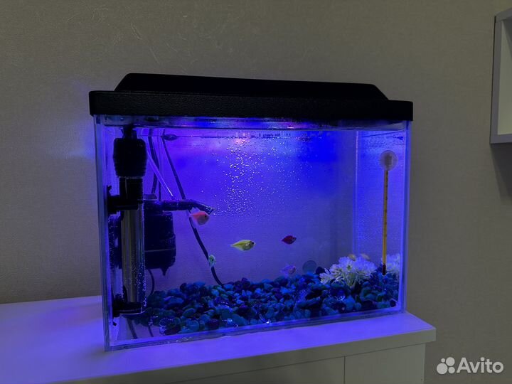 Аквариум с рыбами