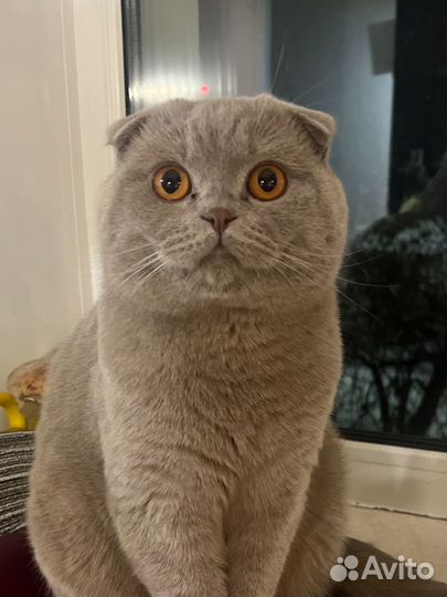 Кот для вязки, Шотландец