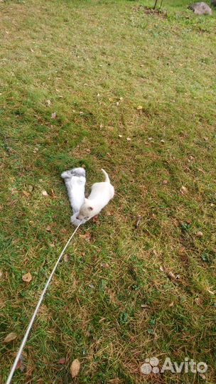 Продажа щенков зсл