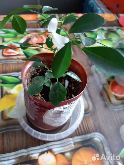 Египетская муррая