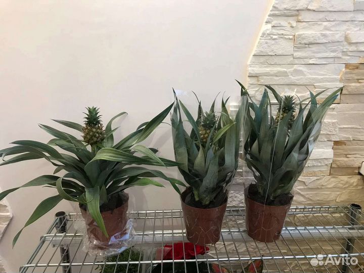 Детки декоративного ананаса