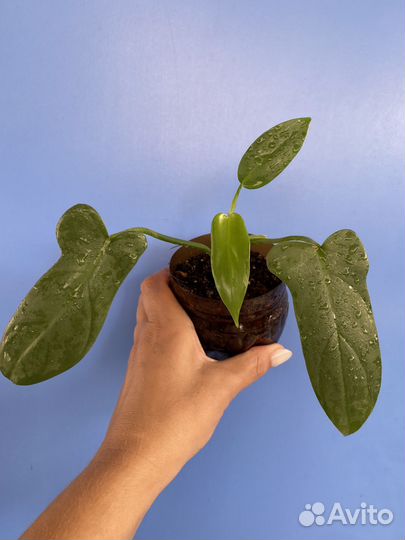 Сциндапсусы,филодендроны