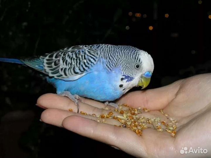 Передержка мелких животных