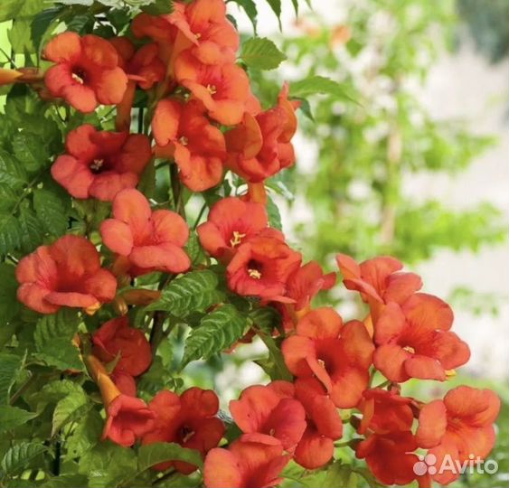 Кампсис лиана