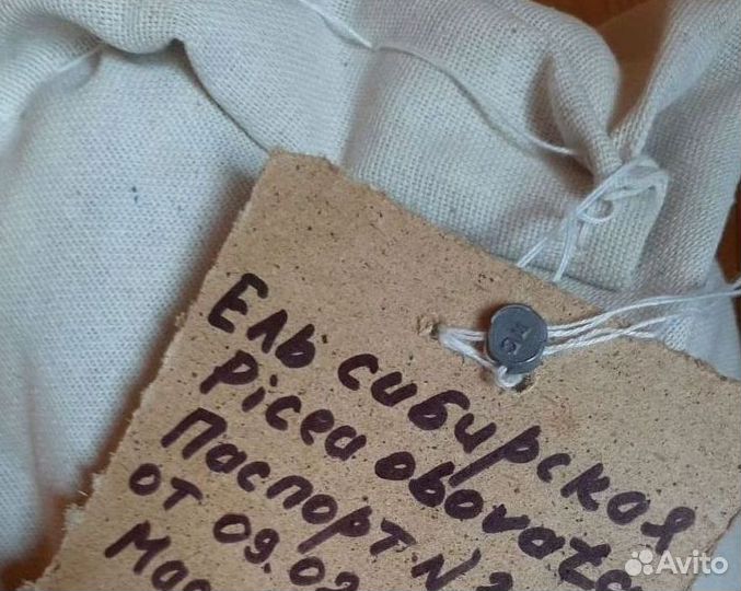 Семена лиственницы сибирской