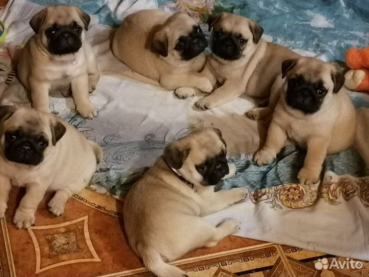 Щенки мопса