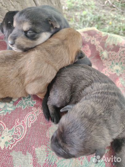 Отдают щенков