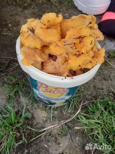 Грибы лисички