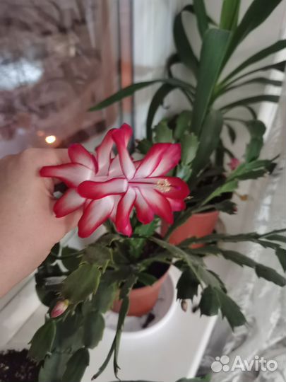 Комнатные цветы