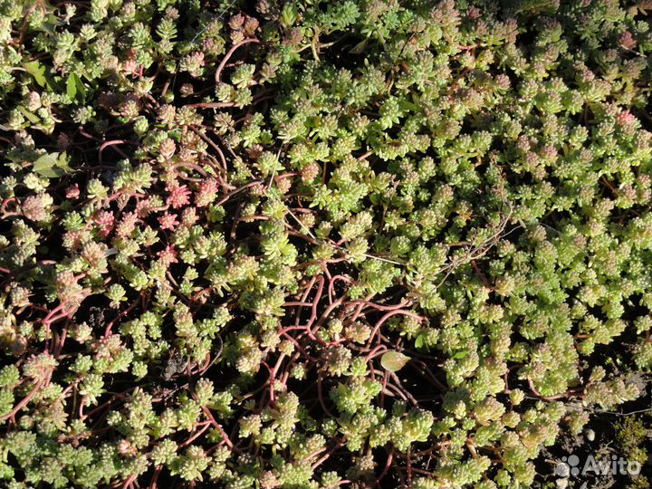 Продам почвокровные с зкс