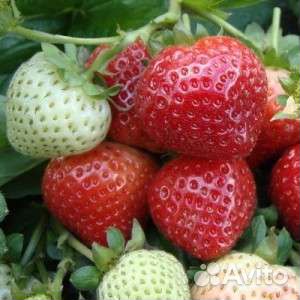 Рассада клубники эви - 2