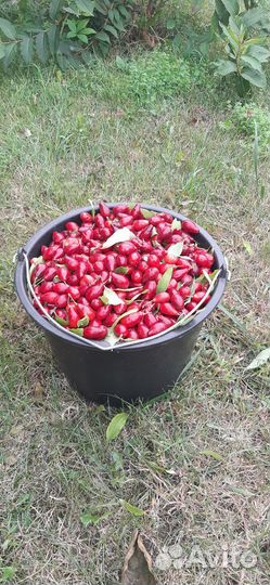 Кизил