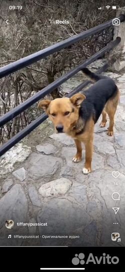 Джек ищет хозяина