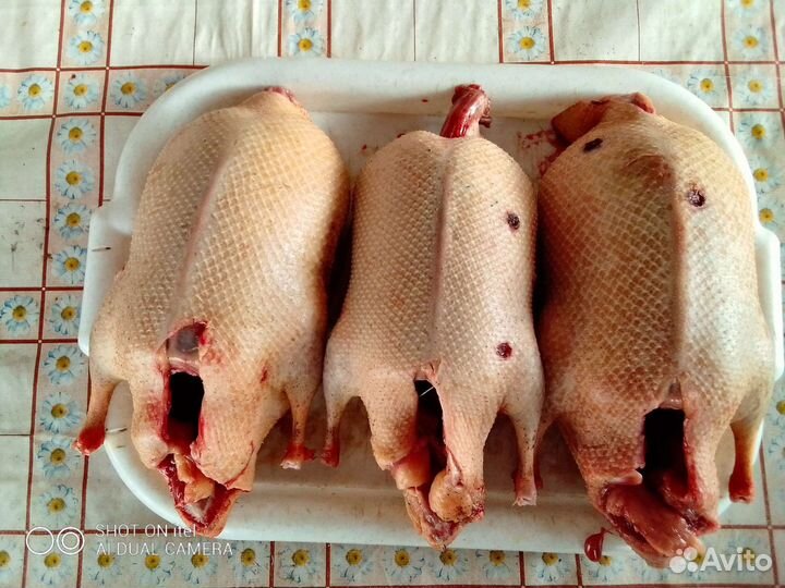 Мясо дичи дикой утки