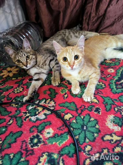 Котёнок девочка