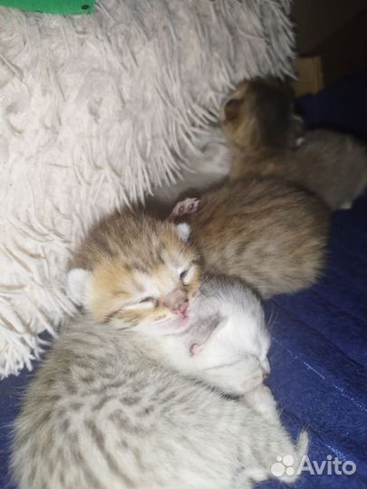 Бенгальские котята