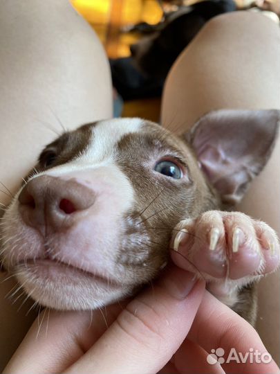 Щенки питбуля