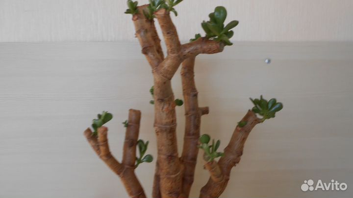 Красула толстянка