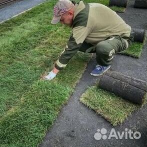 Укладка газона