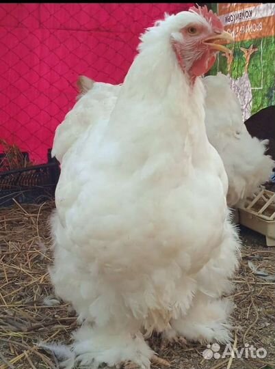 Инкубационное яйцо кохинхина