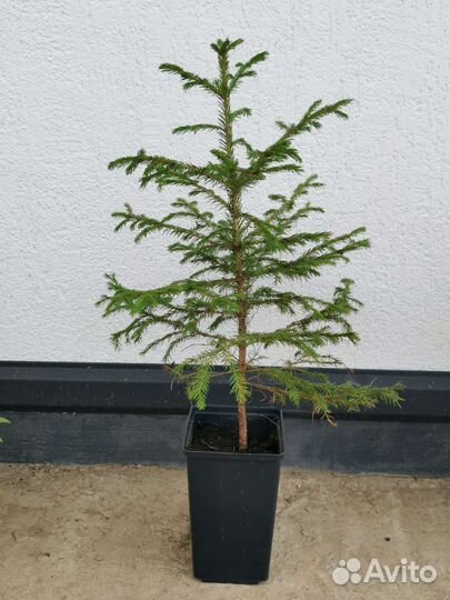 Ель обыкновенная саженцы