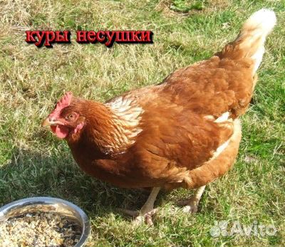 Куры несушки