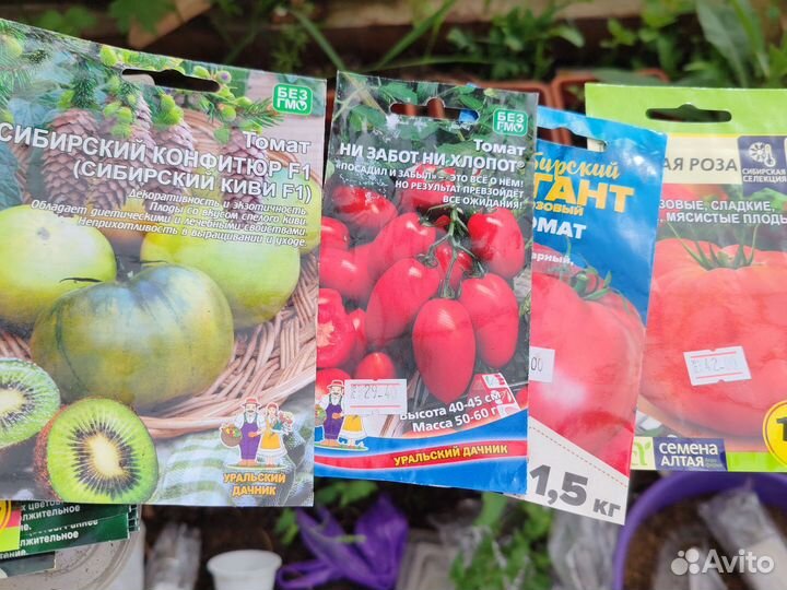 Рассада помидор