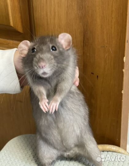 Крысы дамбо девочки с клеткой