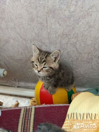 Шотландская вислоухая