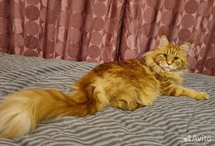 Котята мейн-кун рыжие