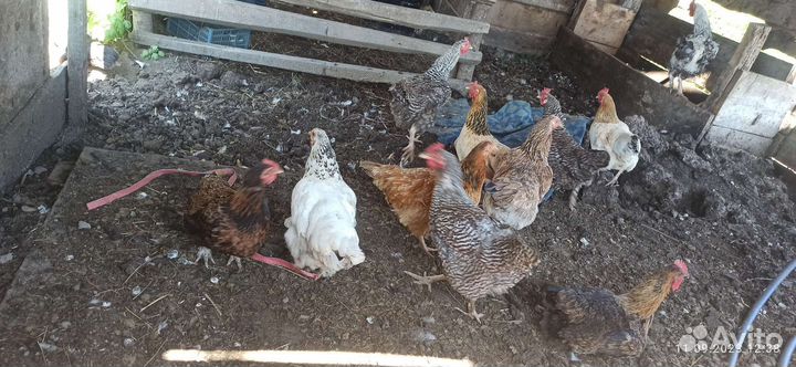 Курицы домашние