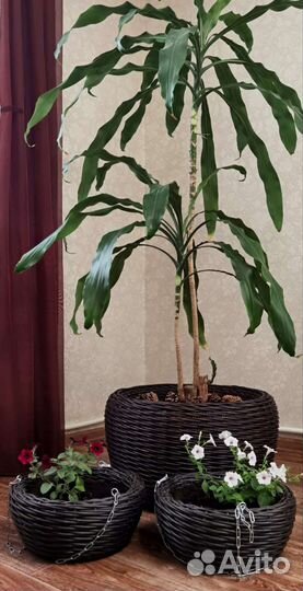 Кашпо горшок для цветов