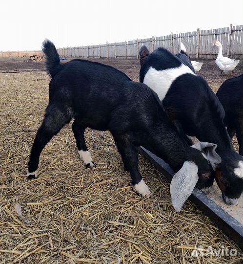 Англо нубийские козлята