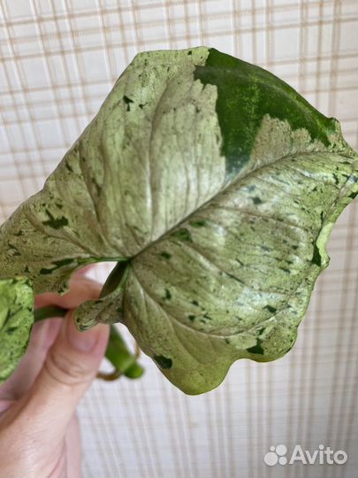 Сингониум серый призрак