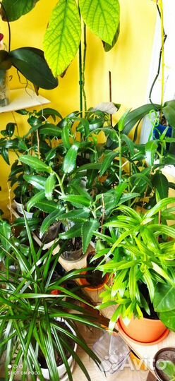 Каланхое лечебное