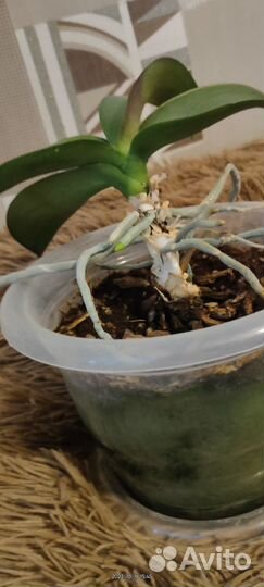 Орхидея комнатное растение