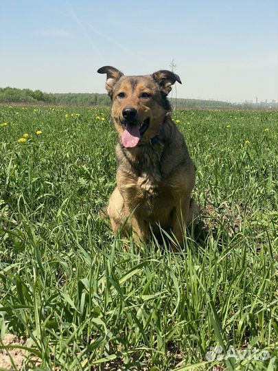 Собака в добрые руки отдам бесплатно