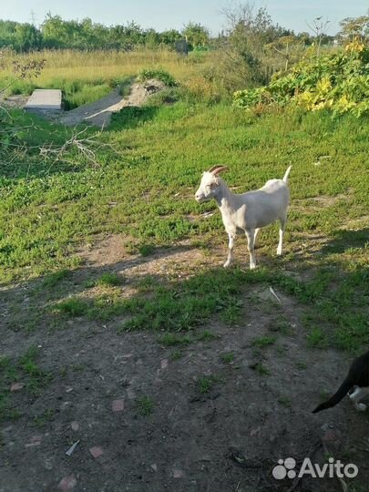 Козлята и козочки