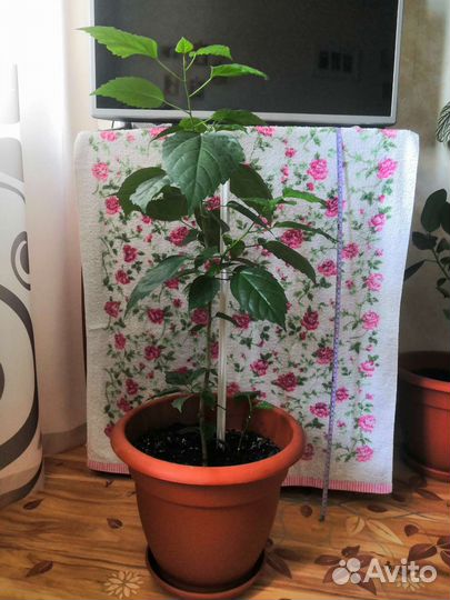 Комнатные растения